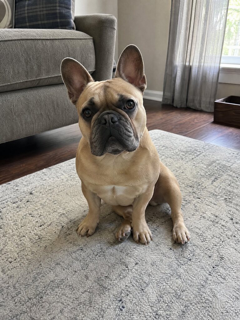 Closed on Sunday pet choir example: a French bulldog in the center of a grandma choir